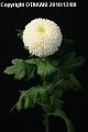 Chrysanthemum Super Pingpong